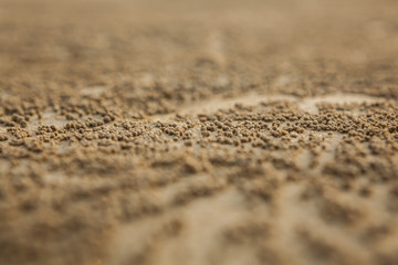 Fototapeta na wymiar many balls of sand made by sand bubbler crab on a Thailand beach