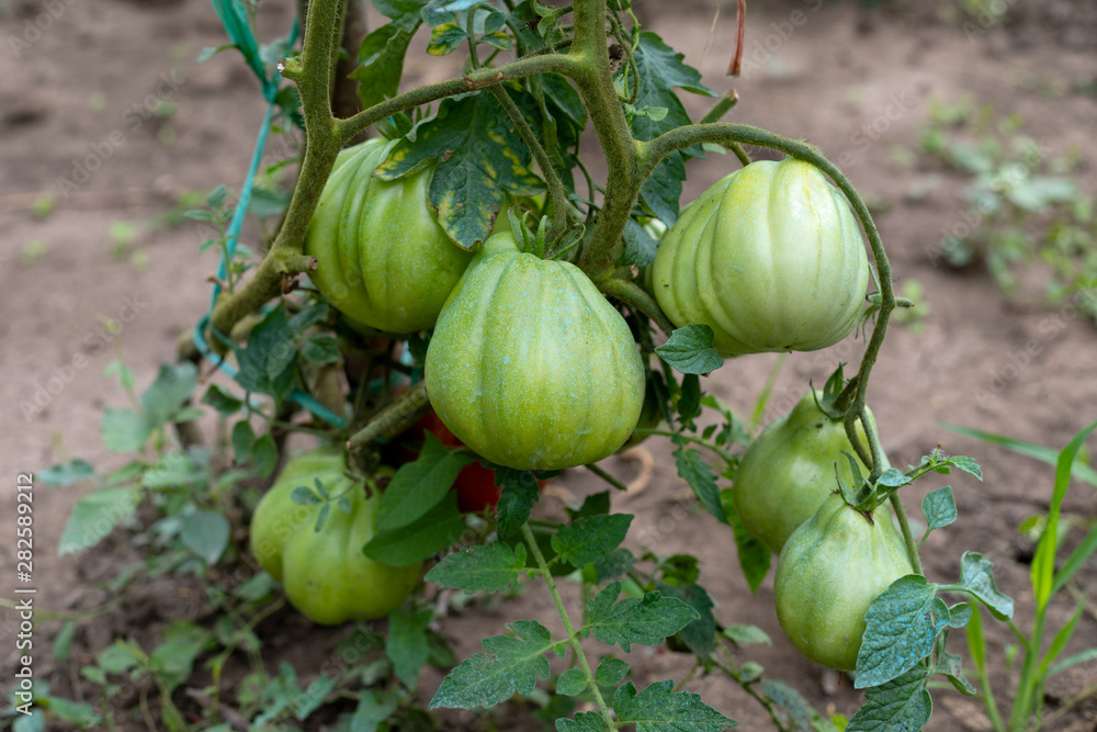 Wall mural Ripe tomatoes in the garden