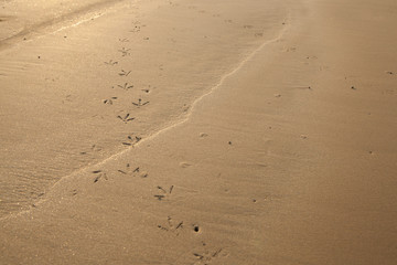 Birds footprints on sand beach in south of Thailand.