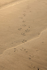 Birds footprints on sand beach in south of Thailand.