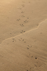 Birds footprints on sand beach in south of Thailand.
