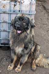 Caucasian Shepherd Dog