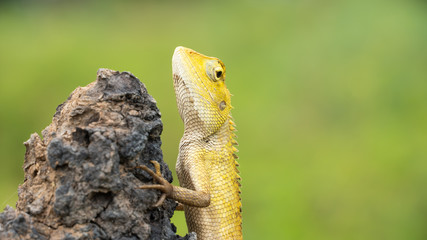 Close-up details of the traditional Thai chameleon , yellow head, both body