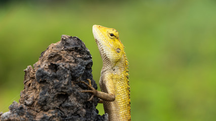 Close-up details of the traditional Thai chameleon , yellow head, both body