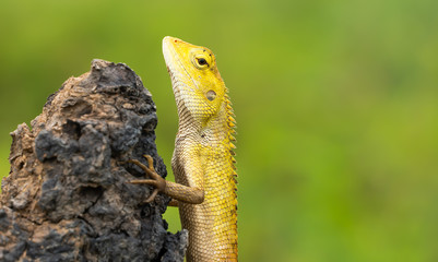 Close-up details of the traditional Thai chameleon , yellow head, both body