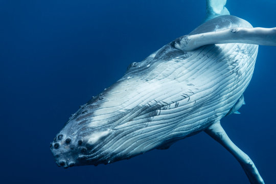 Humpback Whale Spins In Blue Water