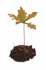 Jeune plant de chêne