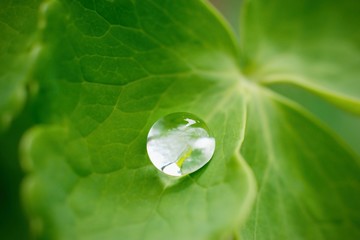 Water droplet on the green leaf