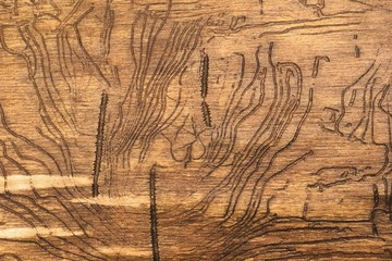 Natural wooden  pattern, organic background
