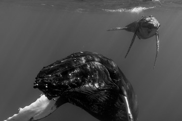 A Mother and Calf Humpback Whale in Black and White