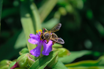 bee on flower