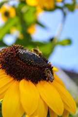 bee on sunflower