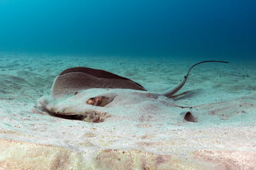 Stingray emerges from the sandy sea floor