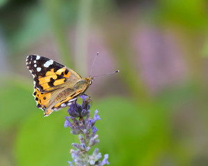 close on a butterfly on a lavender flower on green background