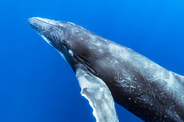 Fototapeta premium An Adult Humpback Whale Rises to The Surface