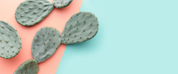 Green cactus on pastel pink and blue background, trendy summer concept, banner background with copy space