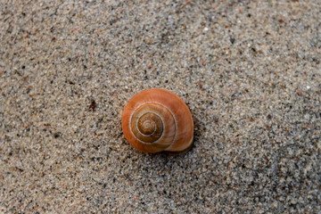 Bernstein farbiges Schneckenhaus auf Sand