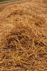 Haufen mit Stroh  Nahaufnahme