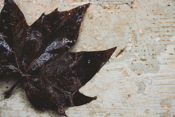 dark maple leaf on asphalt