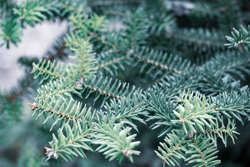 Branch close-up on a Sunny day