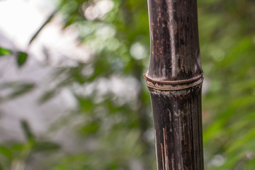 black bamboo trunk close up