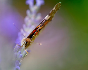 close on a butterfly  painted lady on a lavender flower with wings closed