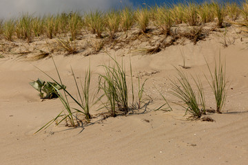 Duenengrass