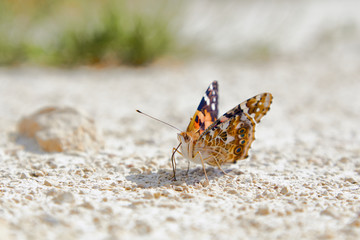 Black and red butterfly is sitting on a stony ground