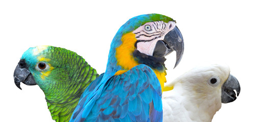 Parrots