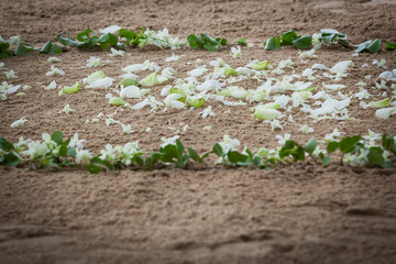 Floral arrangement at a wedding ceremony on beach.
