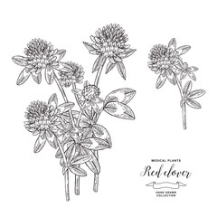 Red clover plant. Hand drawn flowers and leaves of clover. Medical hebs collection. Vector illustration botanical. Vintage engraving.