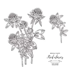 Pflanze Rotklee. Handgezeichnete Blumen und Blätter von Klee. Sammlung medizinischer Kräuter. Vektor-Illustration botanisch. Vintage-Gravur. © J_ka