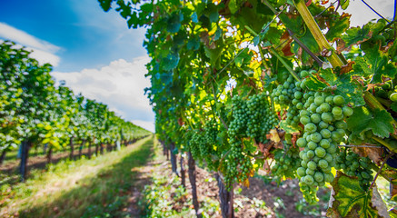 Fototapeta na wymiar green vineyards landscape 