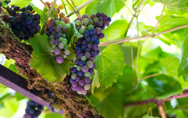 Purple Grapes