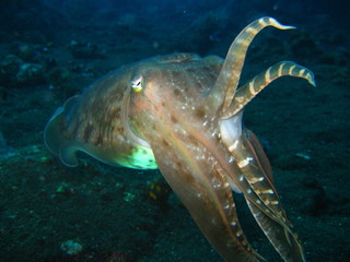 Obraz premium Oktopus - Tintenfisch - Sepia