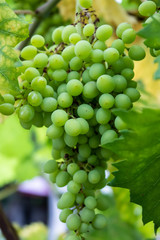 not ripe grapes with green leaves on the vine. Fresh fruits. Vertical orientation