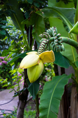Obraz na płótnie Canvas Banana tree with unripe fruits, tropical forest plantation background