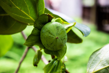 Green unripe nuts Tree Farm Agriculture Food production Orchard