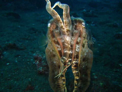 Oktopus - Tintenfisch - Sepia