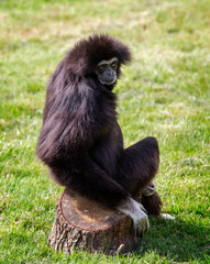 Lar Gibbon posing sitting on tree stump