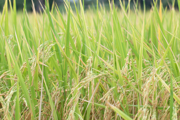 Rice farm- Rice field- Rice paddy, rice pants Rice paddy
