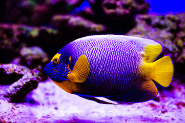 Wonderful and beautiful underwater world with corals and tropical fish.