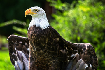 Majestic American Bald Eagle opening its wings