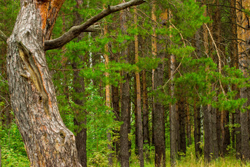 beautiful pine summer forest and tree trunk