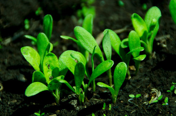 A sprout in the earth, the beginning of life