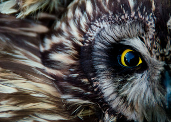 Owl - a bird of prey with yellow eyes
