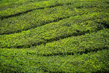 Tea Plantation in Cameron Highlands, Malaysia.
