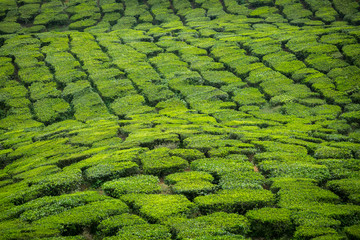 Tea Plantation in Cameron Highlands, Malaysia.