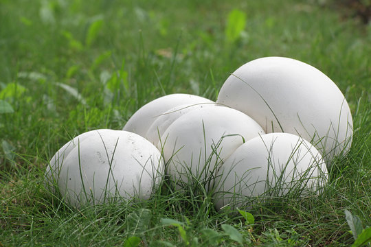 Calvatia gigantea, commonly known as the giant puffball, growing wild in Finland