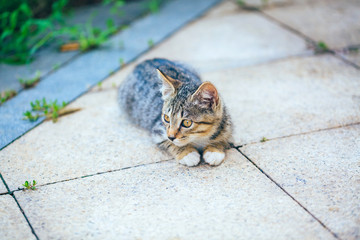 Close-up of cute kitten wandering on outdoor pavement